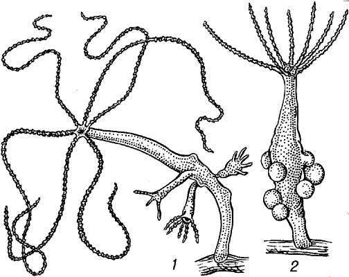 Kraken на русском